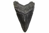 Fossil Megalodon Tooth - South Carolina #306301-1